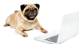pug dog laying in front of a laptop computer