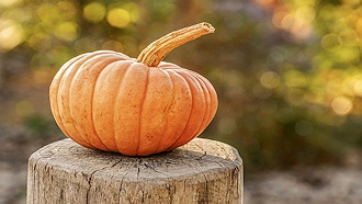 orange pumpkin on a tree stump